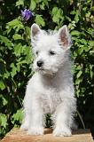 WESTIE 158
